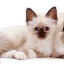 형제동물의료센터 이미지