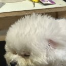 댕댕이샾 이미지