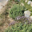 담양여자 화순남자 이미지