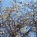 국사봉숲속작은도서관 | 2026년3월24일 - 『국사봉』의 두 얼굴, 화사한 봄꽃과 섬뜩한 가스통을 품은 동네산.