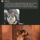 무지개복사 이미지
