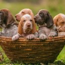 청주24시동물병원 이미지