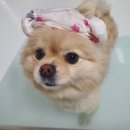 간지나 개 이미지