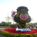 수도권매립지(검단)국화축제에 시간나면 한번가보시길바람니다 이미지