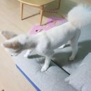 구미 JM 동물 메디컬 센터 이미지