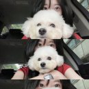 버블리독 | 청주 용암동 / 버블리독 / 애견미용 추천