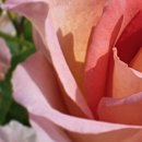 에버로즈 이미지