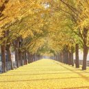 은행나무 이미지