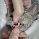 율하동물병원 | 눈물나는 고양이 스케일링 후기 (대구 동구 율하 쿨펫 동물병원)
