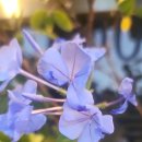 신비로운 보랏빛 아우라, 플룸바고 꽃 이야기 이미지