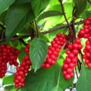 조정현농장 이미지