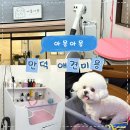아몽 | 부산 덕천 만덕 애견미용 추천 야간·당일 예약 가능한 아몽아몽 비숑미용 솔직 리뷰