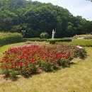 바다와 장미, 그리고 불고기 -, 울산 대왕암(大王岩) & 장미축제! 이미지