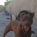 페터데일 테리어 이미지