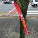 예일유치원 | [대전 원내동 / 교촌동] 솔마루 어린이공원 내 솔마루 사랑채~교촌초등학교~카페 샹뜨레~진잠향교 전통...