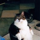 뚱냥이네 이미지