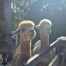 (주)사랑교통 | [호주 시드니] 타롱가주 동물원 관람 후기 Taronga Zoo