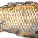 어류도감 이미지