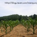 만평농장 이미지