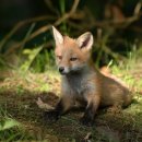 야시골공원 이미지