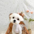 펫 가디언 이미지