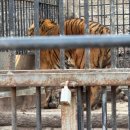 신비한 동물병원 인센텀 | 아침고요동물원 가평 여행 두돌아기와 내돈내산 방문 후기