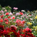 장미공원C 이미지