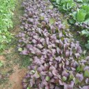 낙안농장 이미지