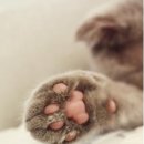 고양이 발바닥 이미지