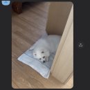 똑똑하개 이미지