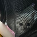 나비야 cat | 광주 수입고양이분양 나비야cat