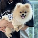 달자농장 | 예일 반팔티 강아지옷 여름커플룩 스포티 나일론티
