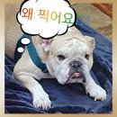 뜨란 멍＆냥 이미지
