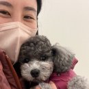 아이러브마이독 이미지