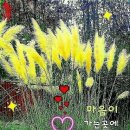 메이플트리