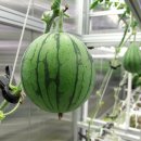 더원농장 이미지