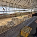 동물농장 | 강릉 아기동물농장 후기