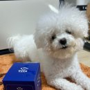 안녕 멍멍아 | 고양이 한방 영양제 &amp; 고양이 눈물자국 영양제 추천 멍냥한첩 울지마멍멍아