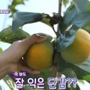 단감농장 이미지