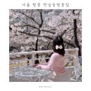 서울 벚꽃 연남동벚꽃집 실시간 | 주말 오픈런 포토존 웨이팅