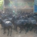 해든누리 흑염소농장 이미지