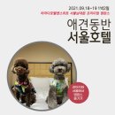 놀러오개 서대문점 | 라마다 호텔앤스위트 서울남대문 프리미엄 댕캉스 애견동반호텔 다녀왔어요