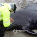 홍성경찰서앞 이미지