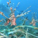 구구옻닭 | 아편전쟁