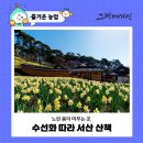 성문안 목장 | 노란 봄이 머무는 곳, 수선화 따라 서산 산책