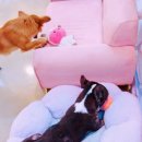 몽이네 맡겨보시개 이미지