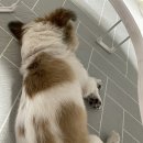 몽그라니 이미지