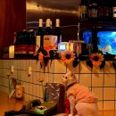 선화동예술과낭만의거리 | 부산 진구 전포 카페거리 “낭만을 위하여” feat. 낭만고양이