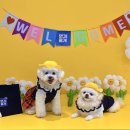 댕겨올개 이미지