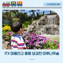 증평역 | ITX마음 타고 증평 보강천 미루나무숲 겹벚꽃 튤립 놀이터 아이랑